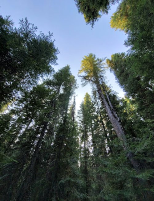 Tall trees reaching towards a clear blue sky, surrounded by lush green foliage.