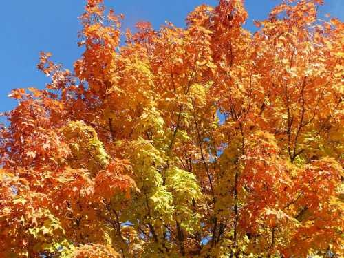 Vibrant autumn leaves in shades of orange and yellow against a clear blue sky.