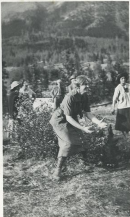A group of women outdoors, one in the foreground appears to be picking berries, with mountains in the background.