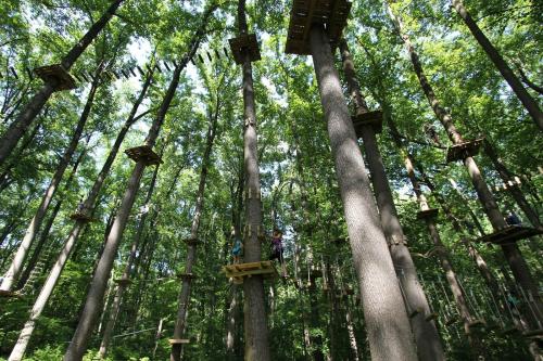 A forest with tall trees and platforms high up, where people are engaged in an outdoor adventure activity.