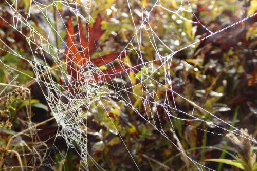A close-up of a dewy spider web glistening in sunlight, surrounded by colorful foliage.