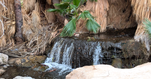 A small waterfall flows through a rocky area surrounded by lush palm fronds and dry, textured foliage.