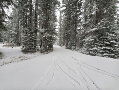 A snowy forest path lined with tall trees, featuring tire tracks in the fresh snow.