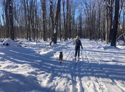 A person cross-country skiing through a snowy forest, accompanied by a dog, with tall trees in the background.