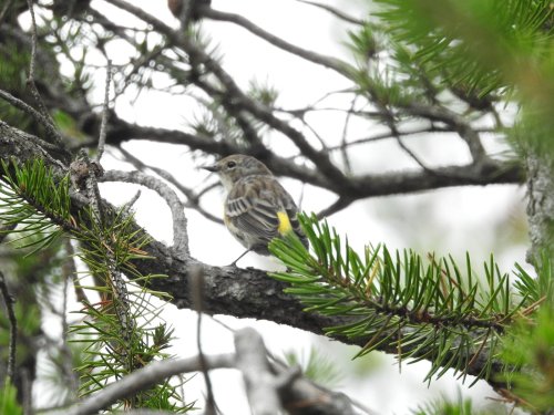 A small bird perched on a branch among green pine needles, with a hint of yellow on its tail.