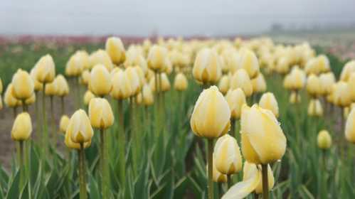 A field of yellow tulips with droplets of water, set against a misty background.