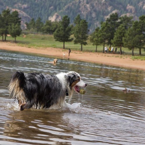 A dog wades through shallow water, surrounded by trees and mountains, with people in the background enjoying the outdoors.