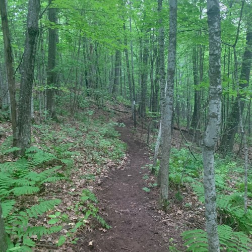 A narrow dirt path winds through a lush green forest with tall trees and ferns lining the trail.