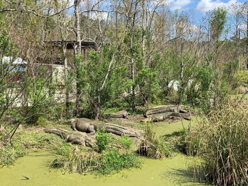 A group of crocodiles resting on the banks of a green, murky waterway surrounded by trees and vegetation.