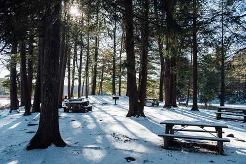 A snowy forest scene with picnic tables surrounded by tall trees and sunlight filtering through the branches.