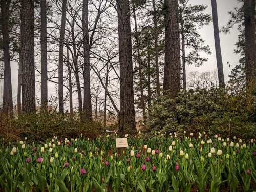 A field of colorful tulips in front of tall trees, with a sign in the center among the flowers.