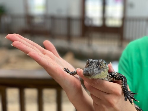 A person holds a small alligator in their hand, with a blurred background of a zoo or exhibit.