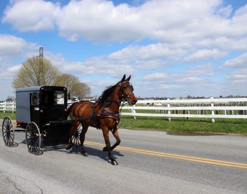 A horse-drawn carriage trots along a rural road, with a white fence and cloudy sky in the background.
