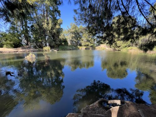 A serene pond surrounded by trees, reflecting the blue sky and greenery on a calm day.
