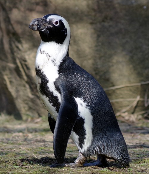 A standing African penguin with distinctive black and white markings, set against a natural background.
