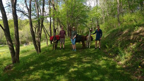 Two people walk llamas along a grassy path in a wooded area, surrounded by trees and greenery.