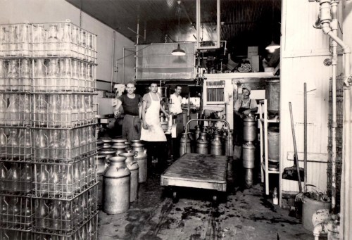 Black and white photo of a dairy processing facility with workers, milk bottles, and equipment in a busy environment.