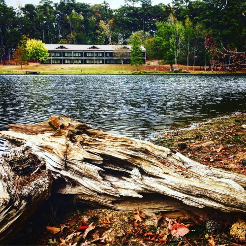 A serene lake scene with a weathered log in the foreground and a cabin surrounded by trees in the background.