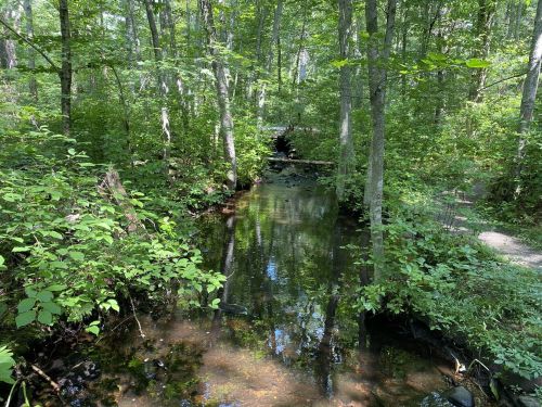 A serene forest scene featuring a calm stream surrounded by lush green trees and foliage.