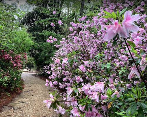 A serene pathway lined with blooming pink azaleas and lush greenery in a tranquil garden setting.