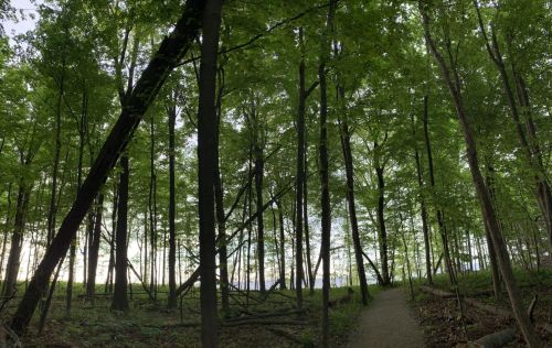 A serene forest scene with tall green trees and a winding path leading towards a bright horizon.