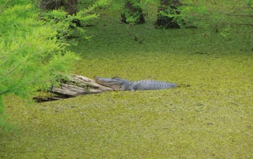 A crocodile resting on a log in a green, algae-covered swamp surrounded by lush vegetation.