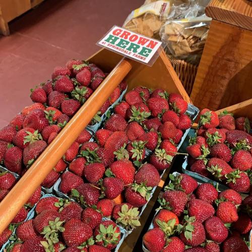 Fresh strawberries in baskets with a sign reading "GROWN HERE AT SPRINGDALE FARMS."