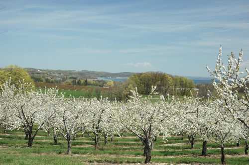 Blossoming fruit trees in a lush orchard with a scenic view of a lake and rolling hills in the background.