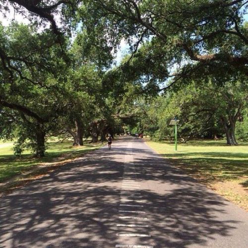 A tree-lined path with dappled sunlight, featuring a person walking in the distance.