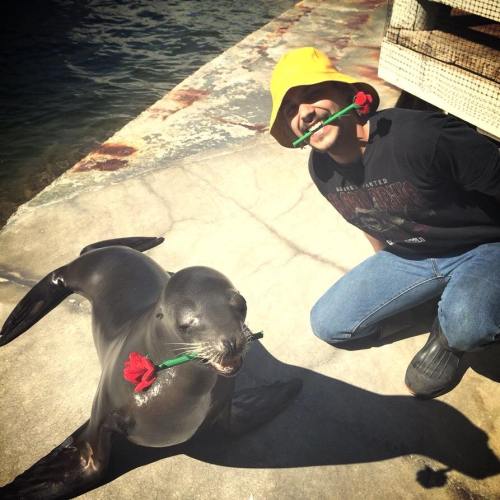 A person in a yellow hat and a seal both hold roses in their mouths, smiling at each other by the water.