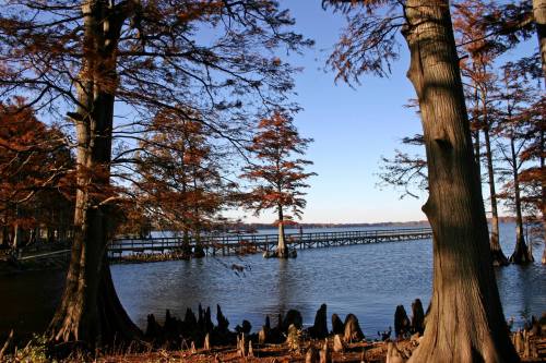 A serene lakeside scene with cypress trees and a wooden pier extending into the water under a clear blue sky.