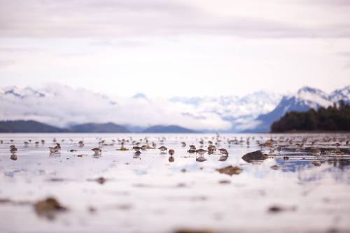 A serene landscape featuring a calm lake with jellyfish and mountains in the background under a cloudy sky.