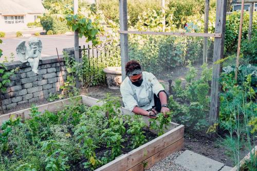 A person in a garden trimming plants in a wooden raised bed, surrounded by greenery and a stone wall.