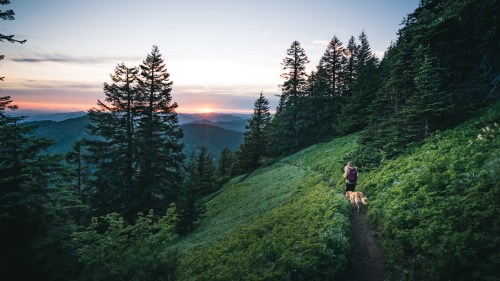 A person hiking on a forested trail with a dog, surrounded by trees and a sunset in the background.