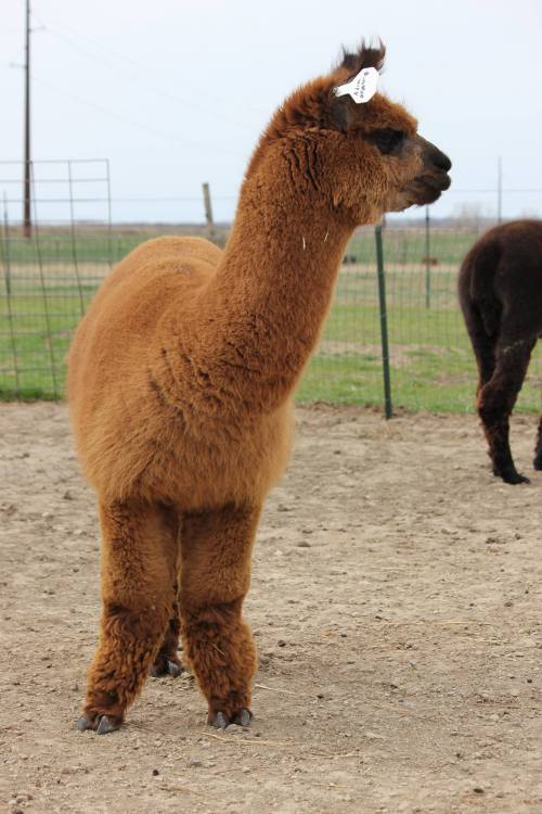A brown alpaca stands in a field, looking to the side, with a tag on its ear and another alpaca in the background.