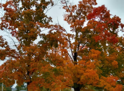 Two tall trees with vibrant orange and red leaves against a cloudy sky, showcasing autumn colors.