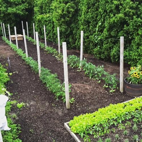 A lush garden with rows of plants, wooden posts, and a patch of sunflowers in a green, leafy setting.