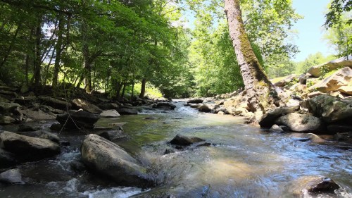 A serene river flows through a lush green forest, surrounded by rocks and trees under a clear blue sky.