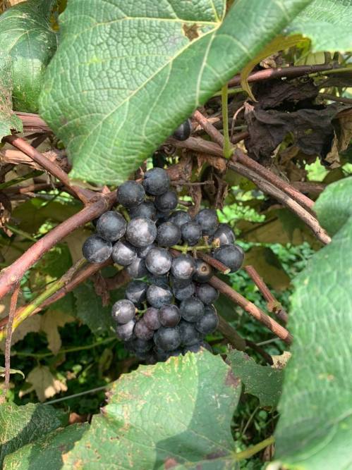 A cluster of dark purple grapes hanging among green leaves on a vine.
