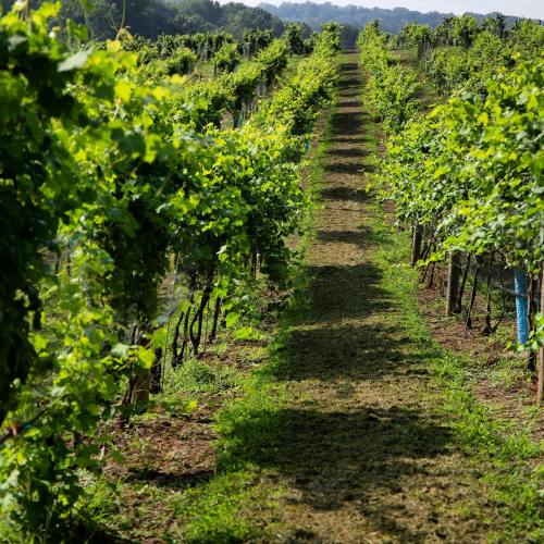 A lush vineyard with rows of green grapevines and a clear path running through the center, set against a distant hillside.