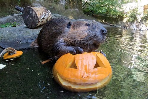 A beaver sits on a carved pumpkin in a pond, surrounded by water and greenery.