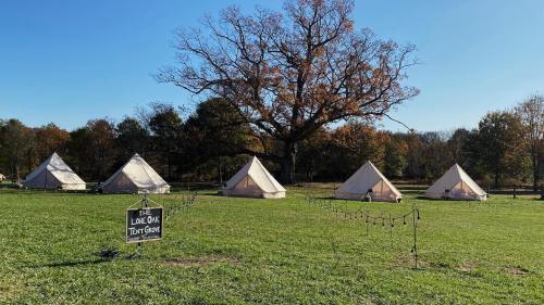 Five canvas tents arranged in a grassy area, with a large tree and a sign reading "The Lone Oak Tent Grove" nearby.