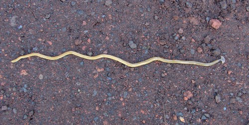 A long, slender yellow snake lying on dark, rocky ground.