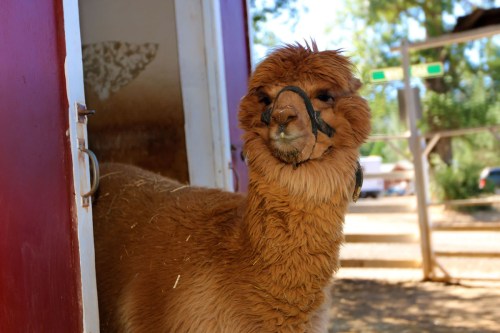A close-up of a light brown alpaca standing in a doorway, looking curiously at the camera.