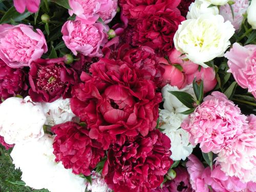 A vibrant arrangement of peonies in shades of pink, red, and white, showcasing their lush petals and green leaves.