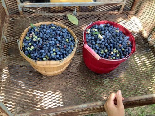 Two baskets filled with freshly picked blueberries on a metal surface, with a hand resting nearby.