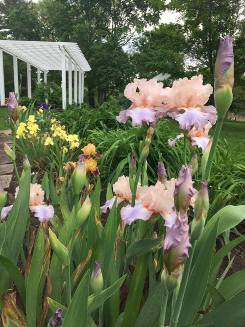 A vibrant garden with blooming irises in shades of peach and purple, surrounded by lush greenery and a white pergola.