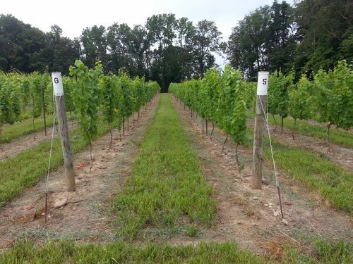 Rows of grapevines in a vineyard, marked with numbered posts, surrounded by green grass and trees in the background.