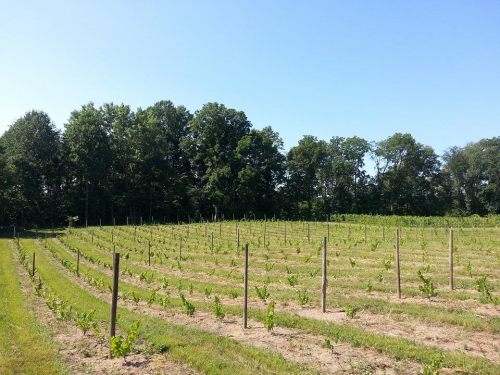 A sunny vineyard with rows of grapevines, bordered by trees under a clear blue sky.