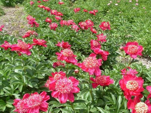 A vibrant garden filled with blooming pink peonies surrounded by lush green leaves.